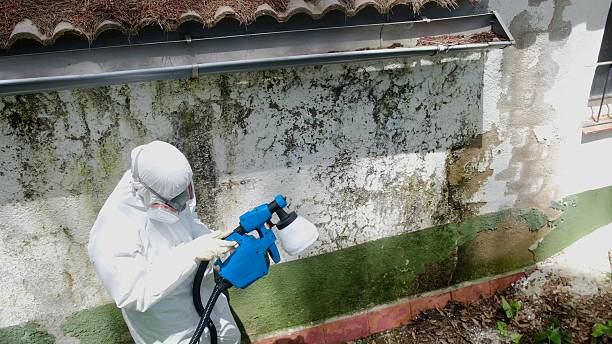 Trusted Mold Remediation service in Waynesboro, GA - Cheap Mold Removal